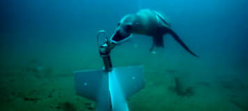 Ein Seel�we des US-Marine-S�ugetierprogramms befestigt eine Bergungsleine an einem Testger�t.US Navy Marine Mammal Programm